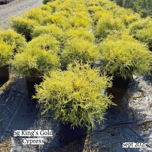 September 2025 5g Kings Gold Cypress Group Website